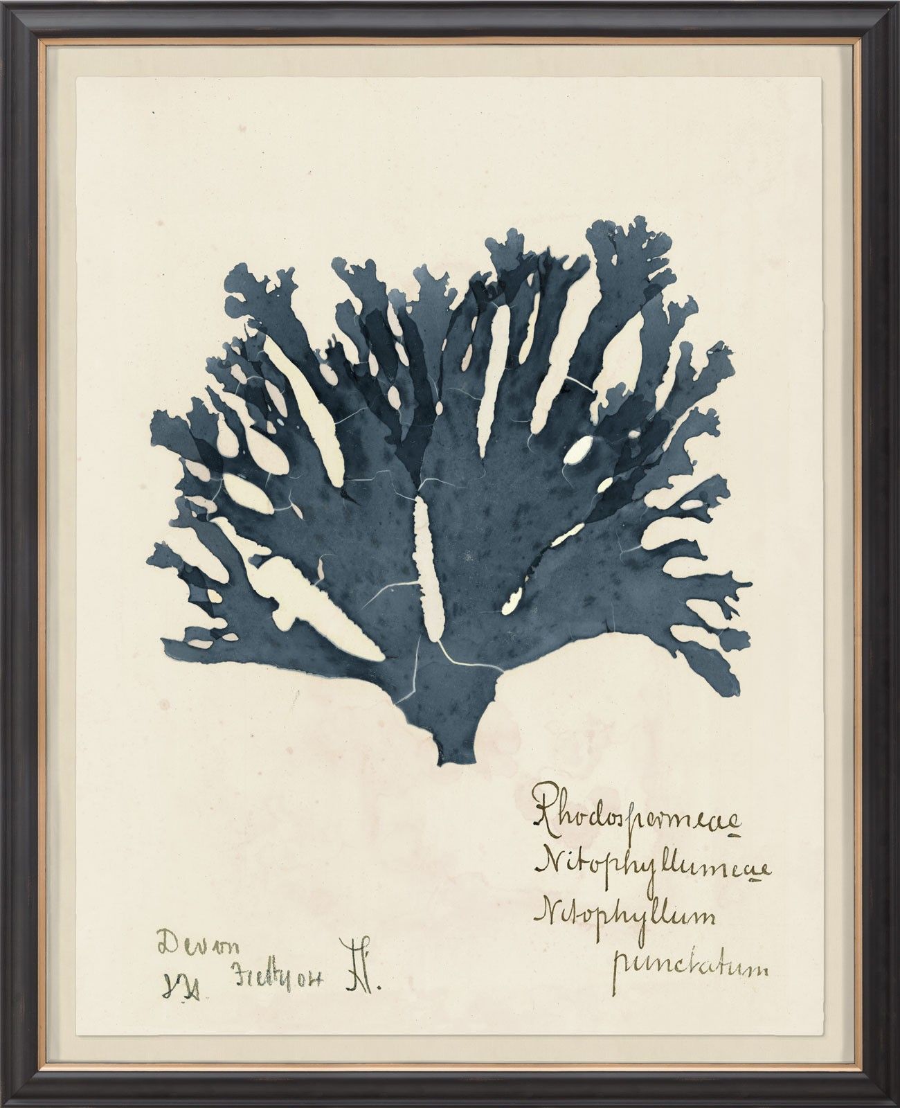 Capistrano Seawood Art I in Midnight Blue by Natural Curiosities