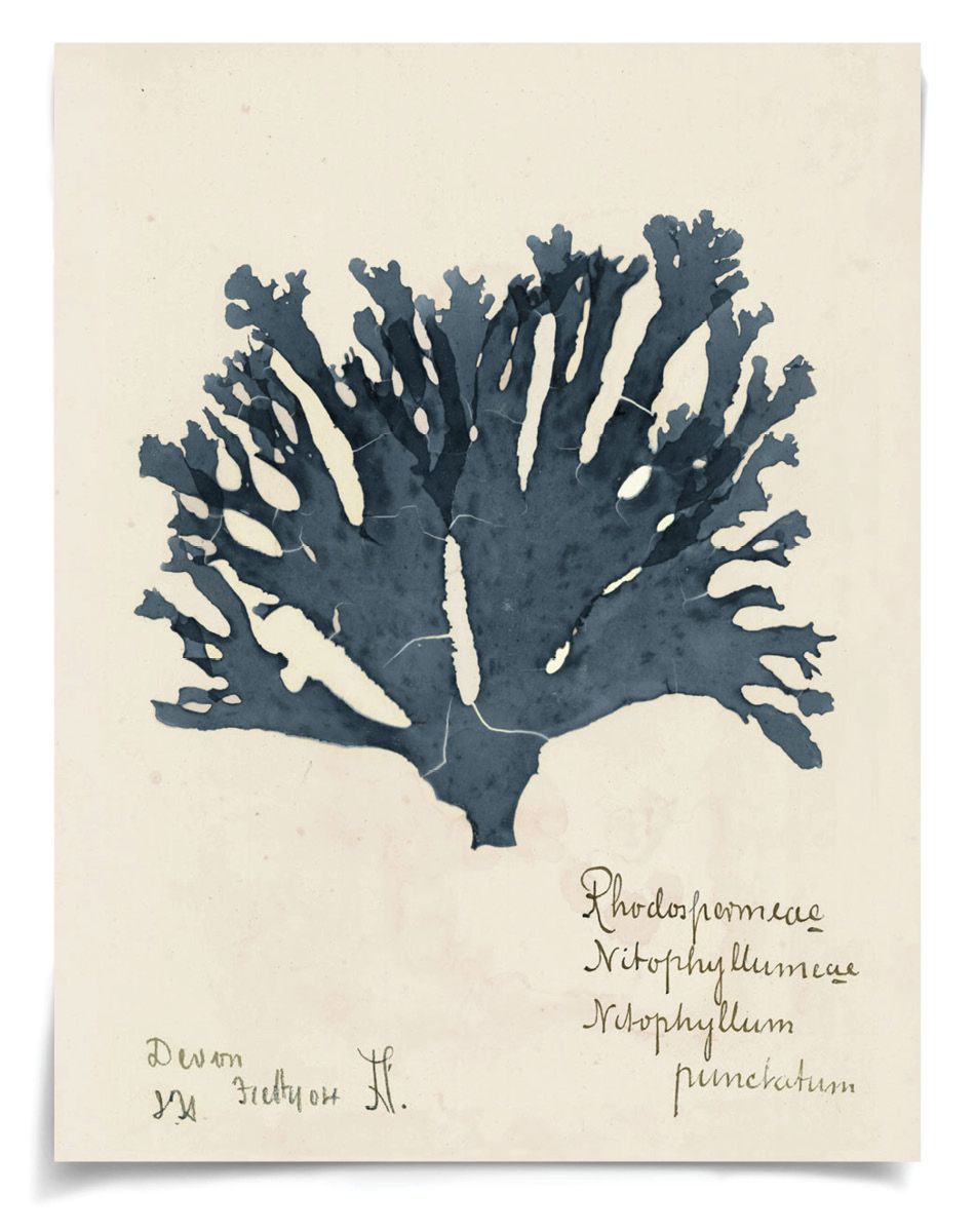 Capistrano Seawood Art I in Midnight Blue by Natural Curiosities