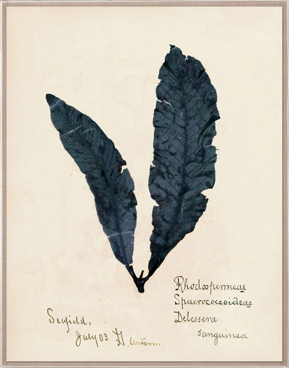 Capistrano Seawood Art II in Midnight Blue by Natural Curiosities