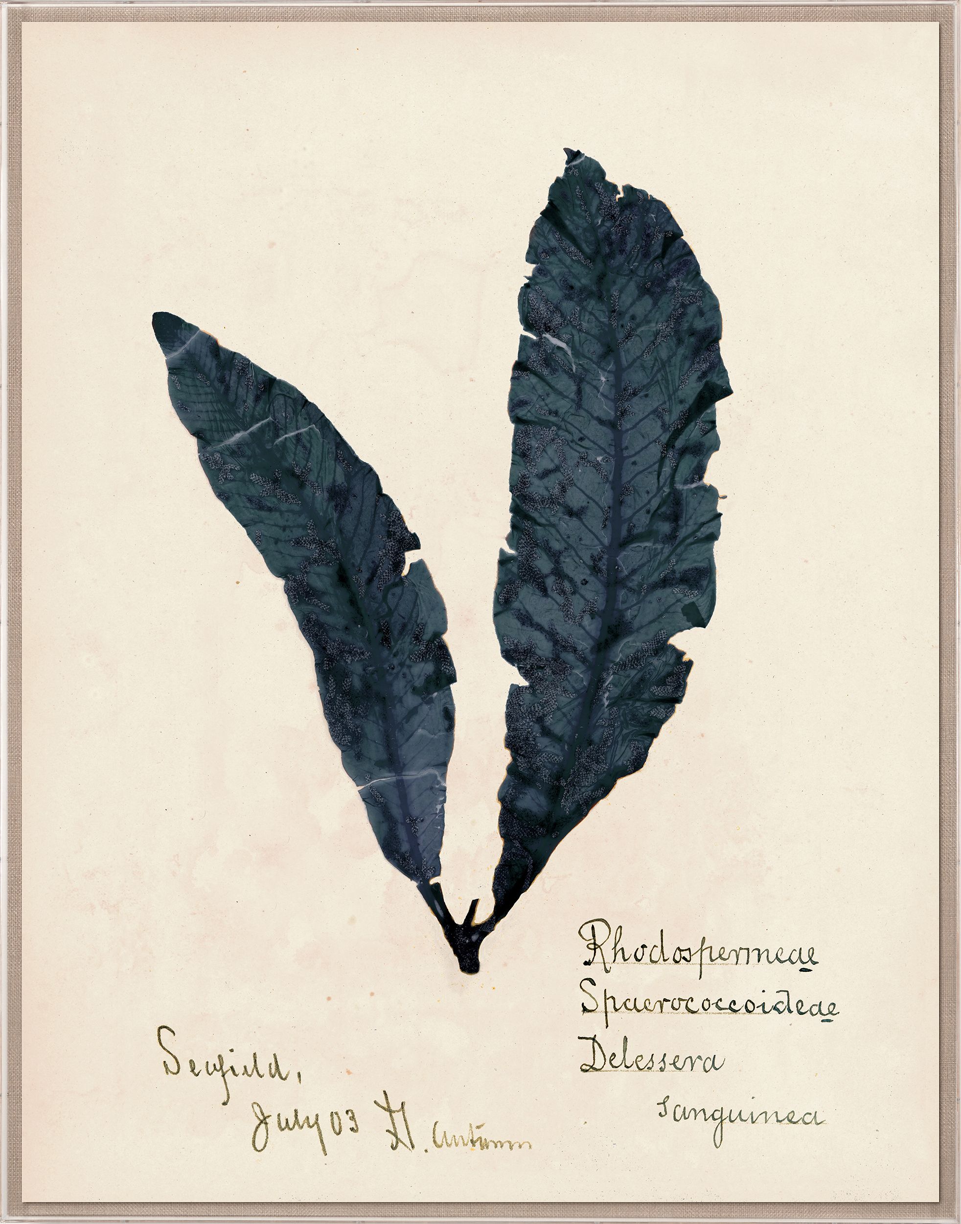 Capistrano Seawood Art II in Midnight Blue by Natural Curiosities