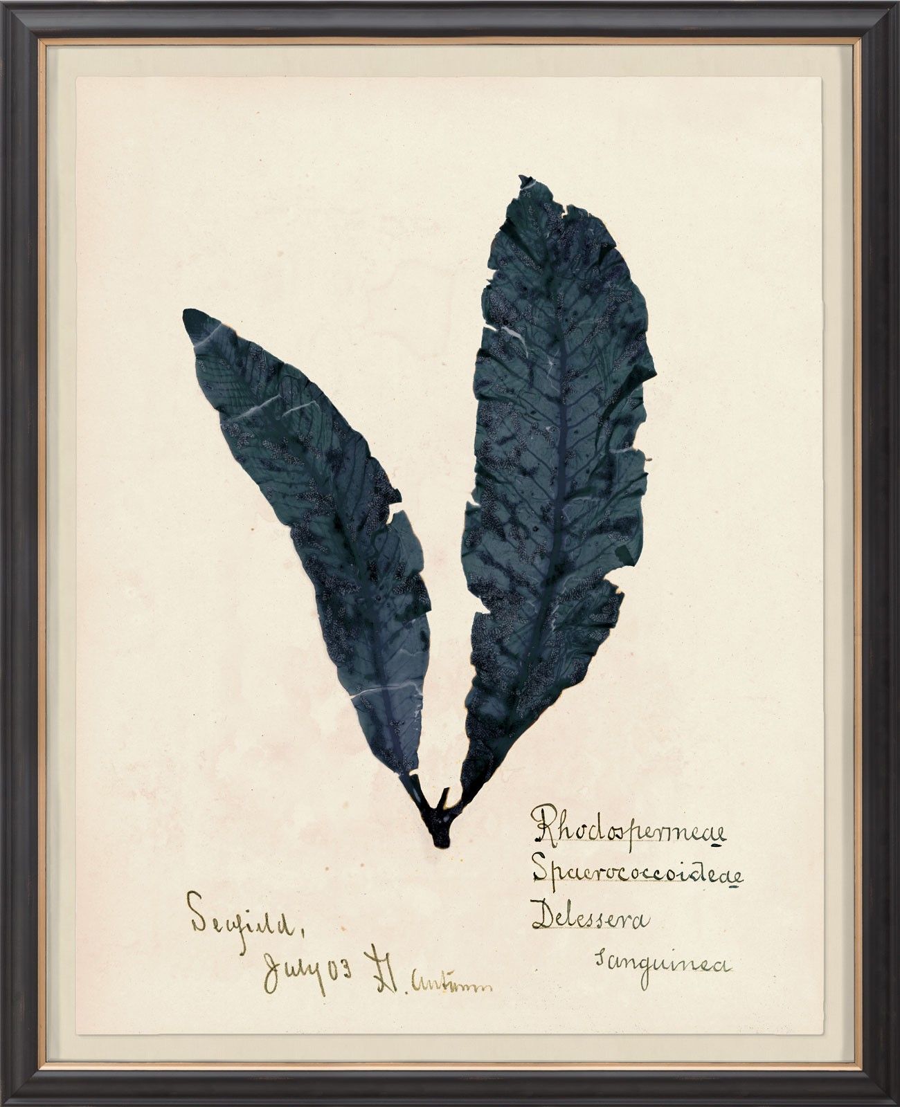 Capistrano Seawood Art II in Midnight Blue by Natural Curiosities