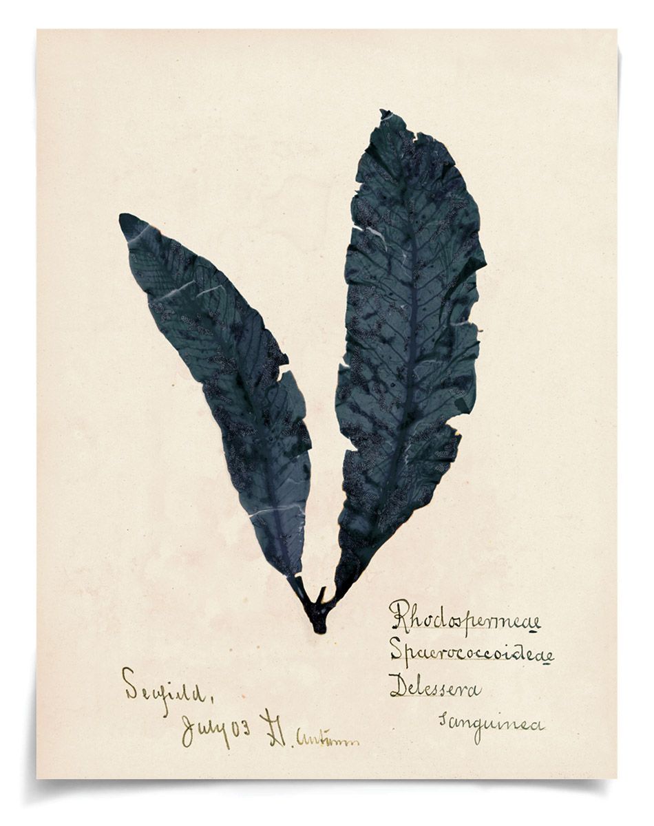 Capistrano Seawood Art II in Midnight Blue by Natural Curiosities