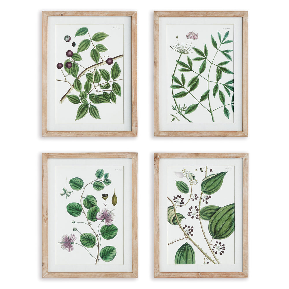 Napa Home And Garden Verdant Branch Prints, Set Of 4