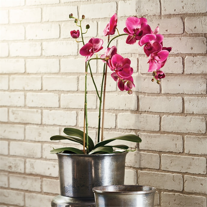 Phalaenopsis X 2 Drop In 29"