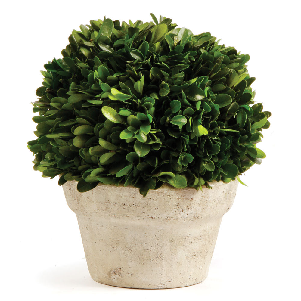Napa Home And Garden Boxwood Ball In Pot Medium