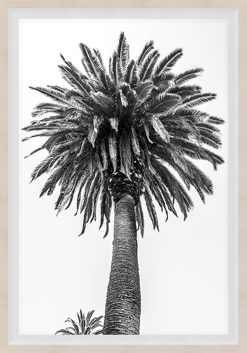 Natural Curiosities Chatsworth Palm Tree Wall Art