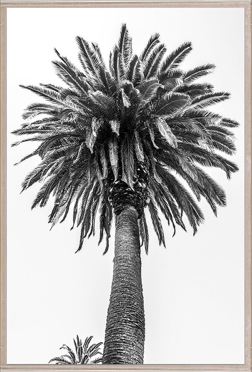 Natural Curiosities Chatsworth Palm Tree Wall Art