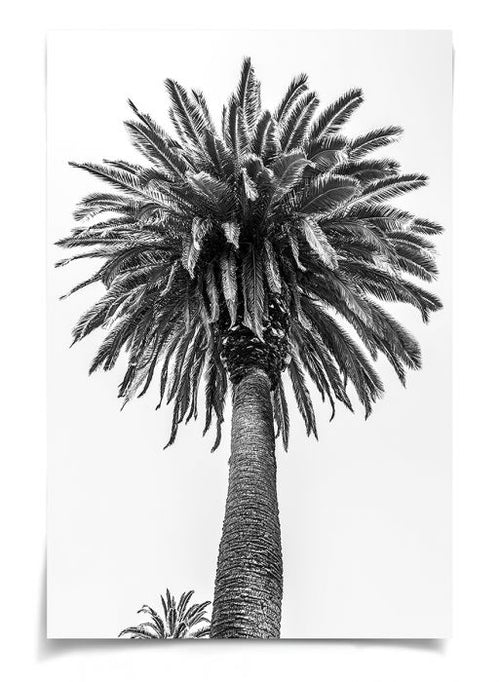 Natural Curiosities Chatsworth Palm Tree 1 and 2 Photographs