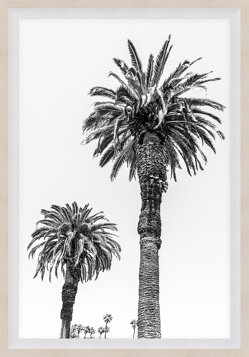 Natural Curiosities Chatsworth Palm Tree 1 and 2 Photographs
