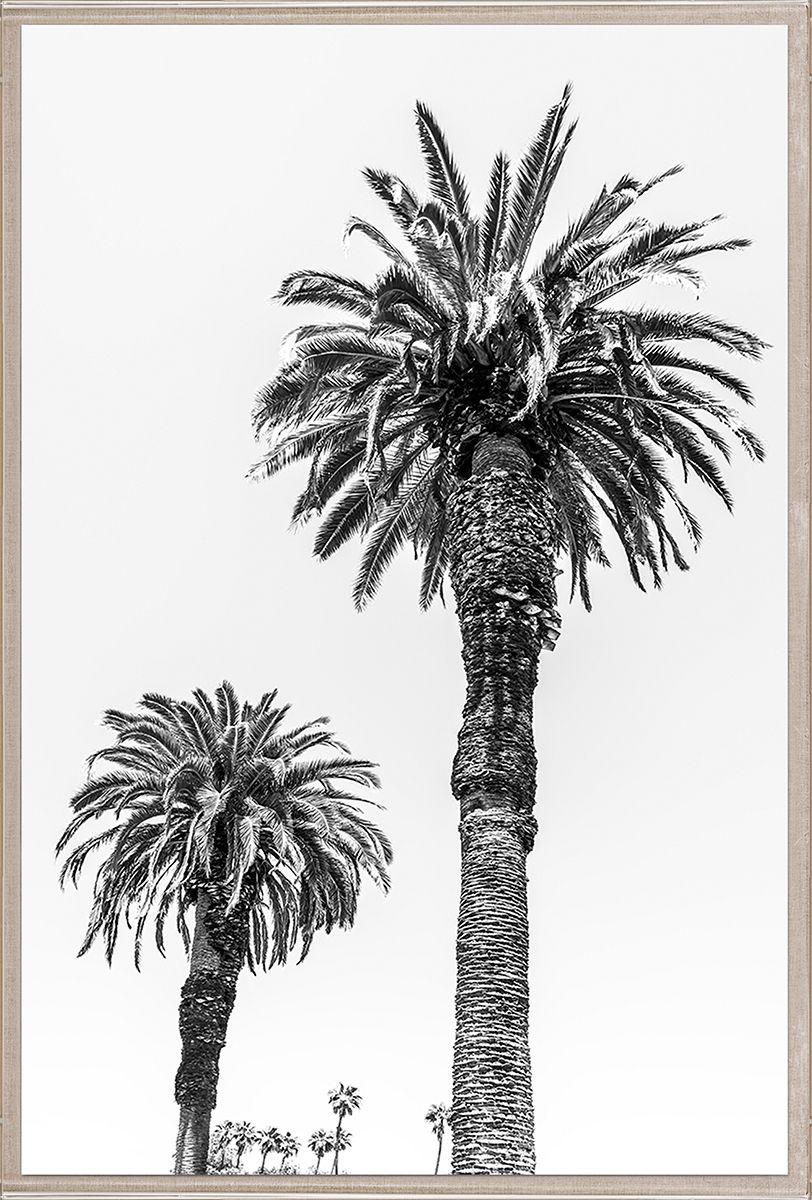Natural Curiosities Chatsworth Palm Tree 1 and 2 Photographs