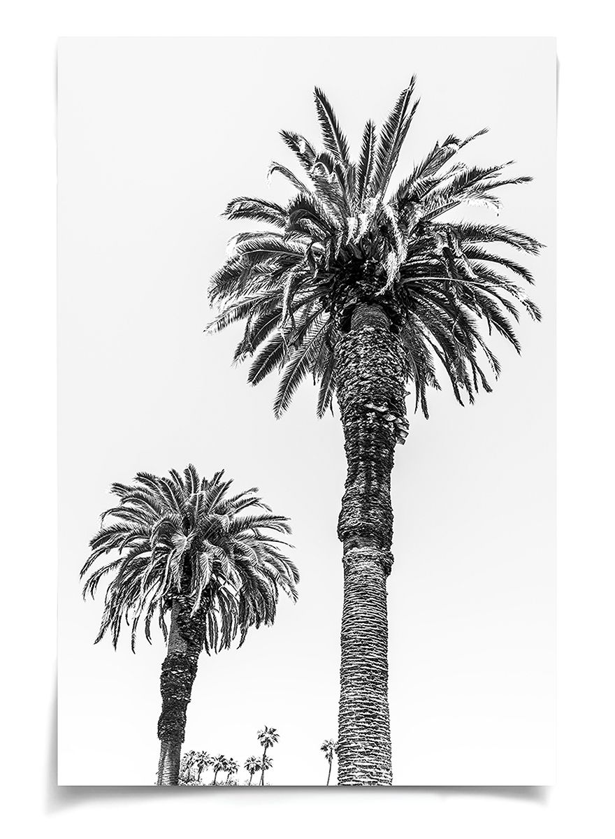 Natural Curiosities Chatsworth Palm Tree Wall Art