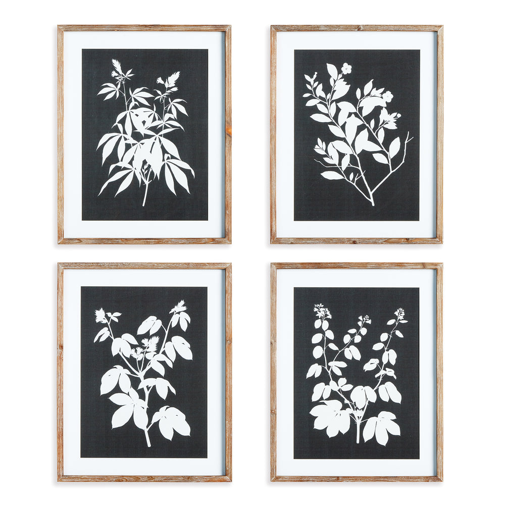 Napa Home And Garden Monochrome Botanical Prints, Set Of 4