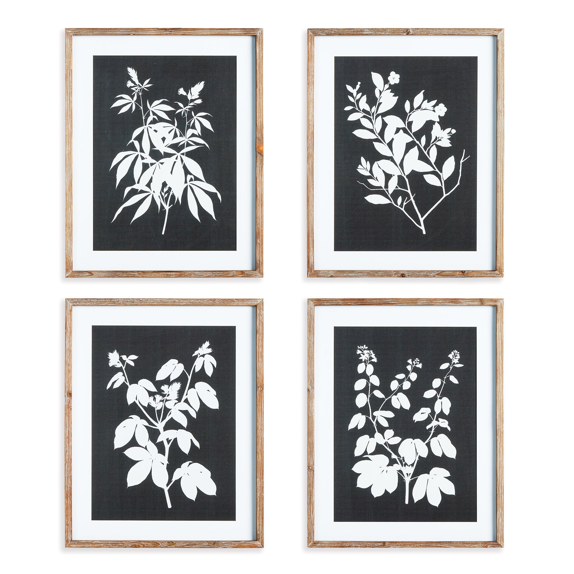 Napa Home And Garden Monochrome Botanical Prints, Set Of 4
