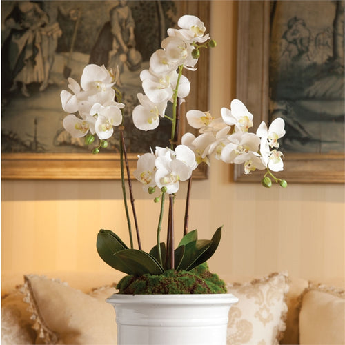 Phalaenopsis Orchid Drop In 30"
