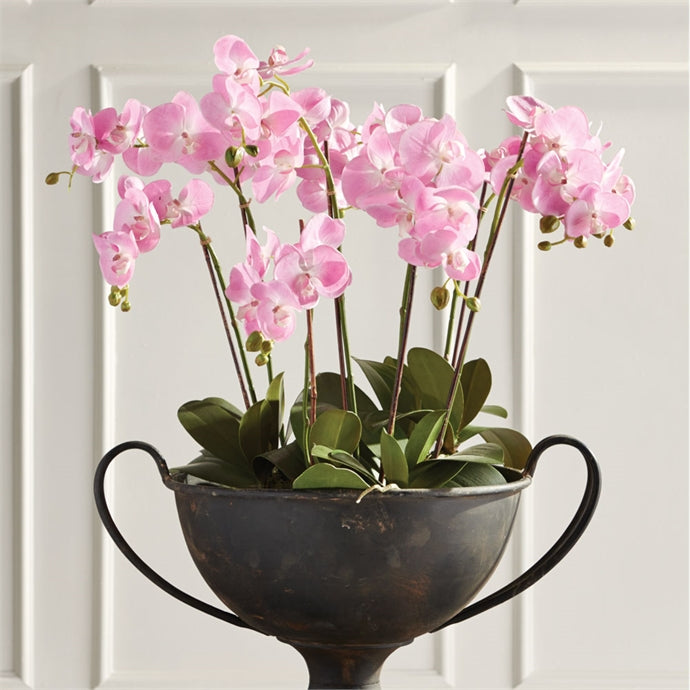 Phalaenopsis Orchid Drop In 30"