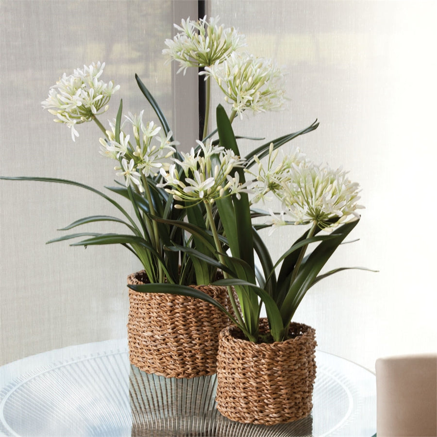 Agapanthus Drop In 23"