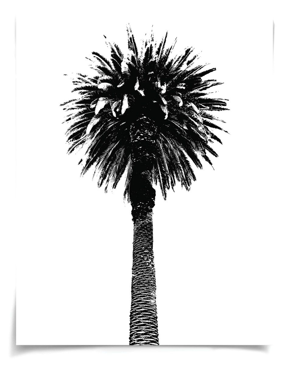 Natural Curiosities Elysian Palm Art