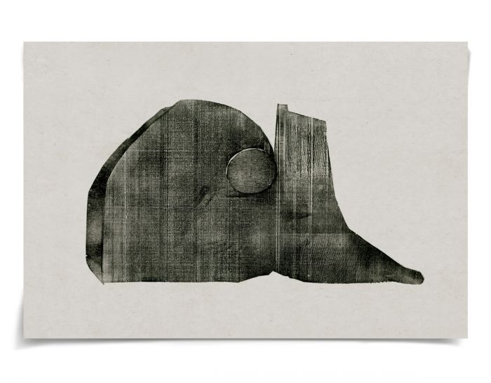 Natural Curiosities Evi Collection Art