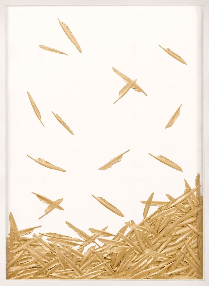 Natural Curiosities Art, Fallen Feathers 1 with White Shadowbox