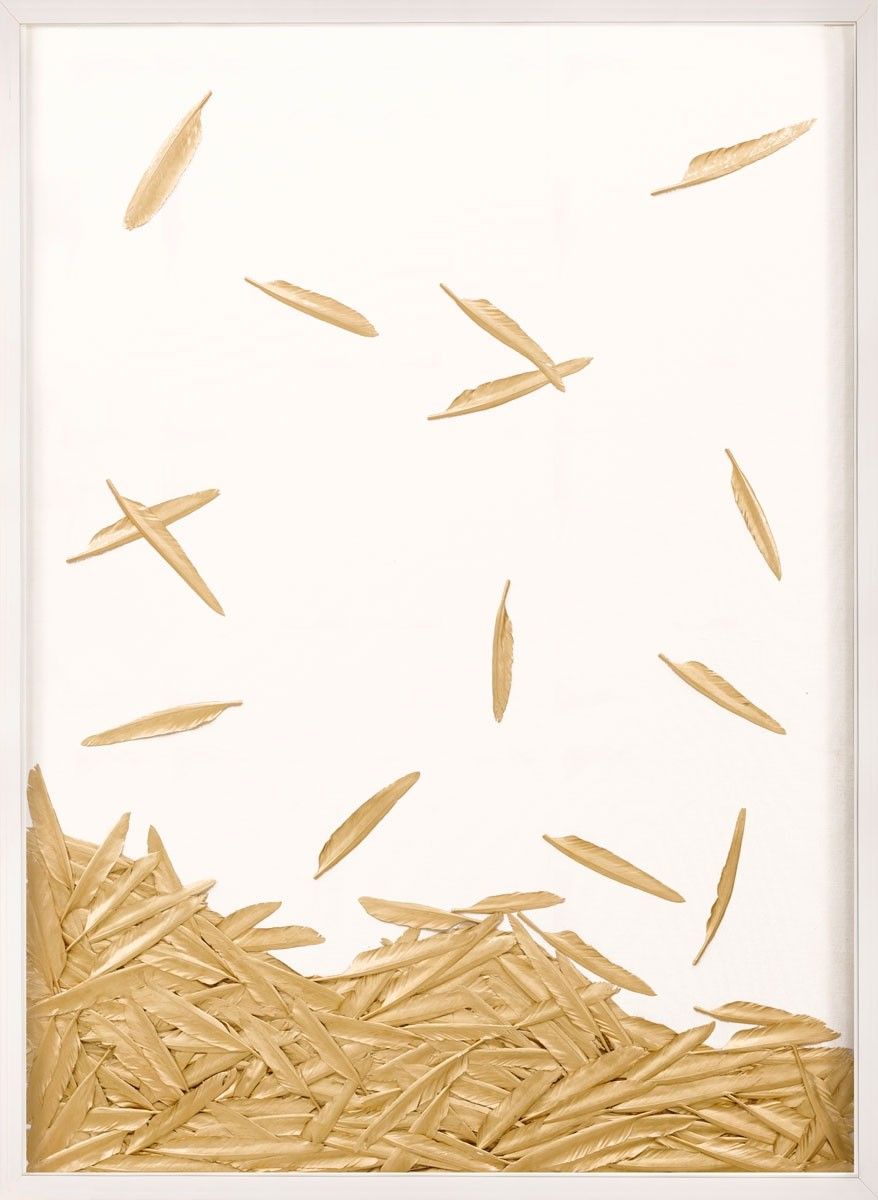 Natural Curiosities Art, Fallen Feathers 2 in White