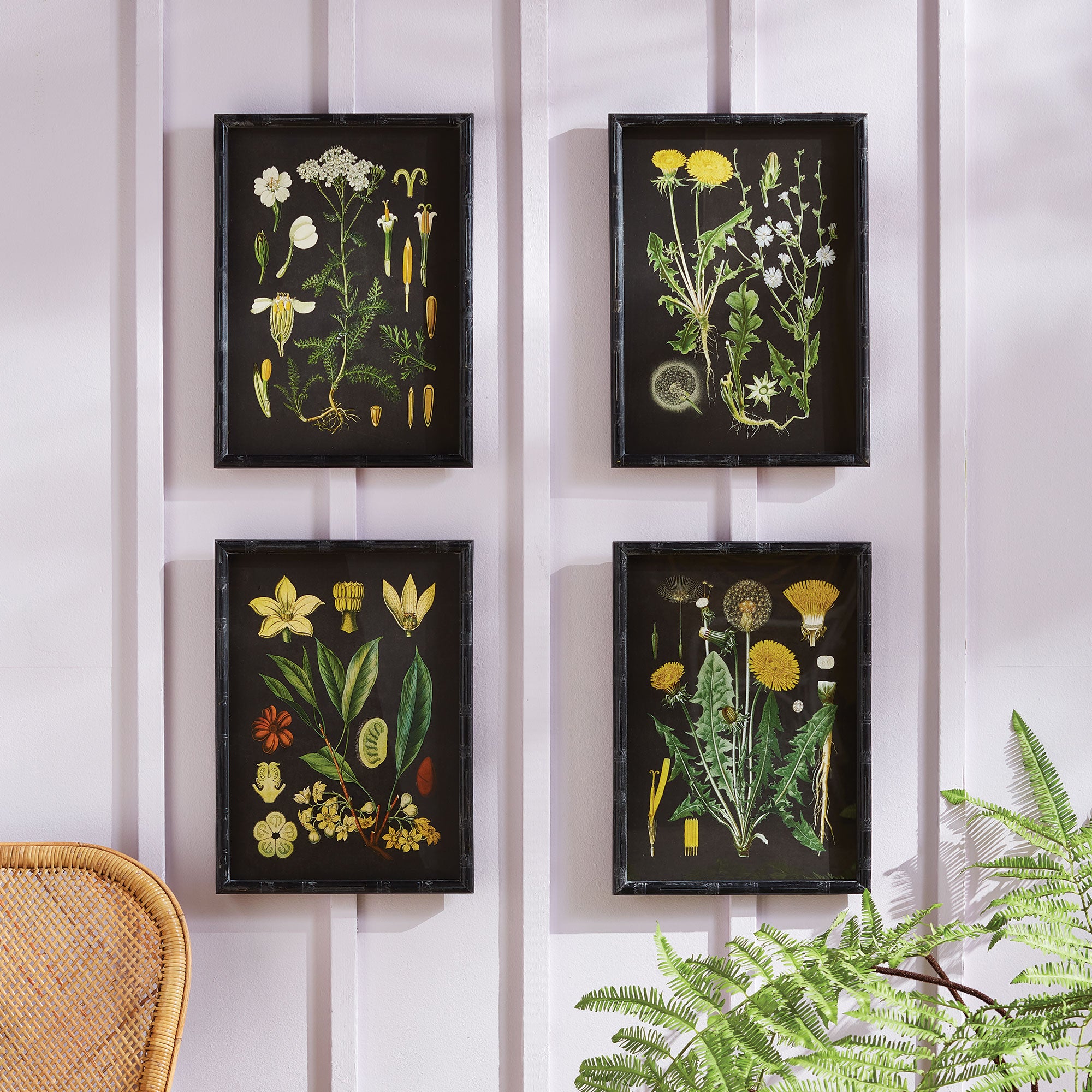 Napa Home And Garden Golden Botanical Study, Set Of 4