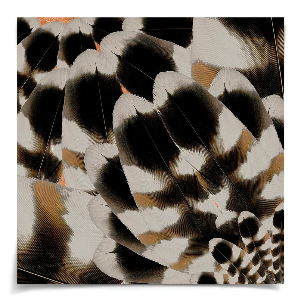 FEATHERS DREAM 3 by Natural Curiosities