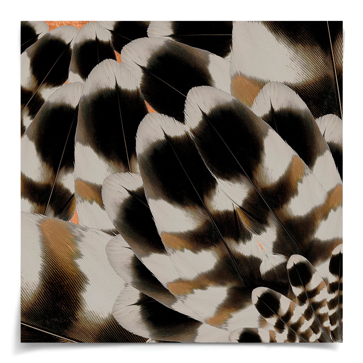 FEATHERS DREAM 3 by Natural Curiosities