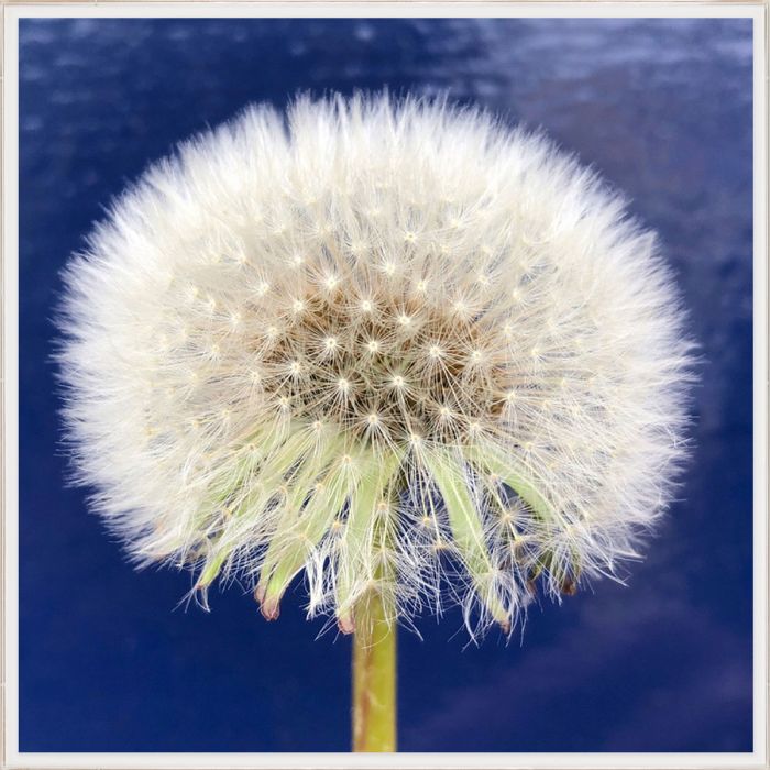 Natural Curiosities Flower Collection No.1 Art