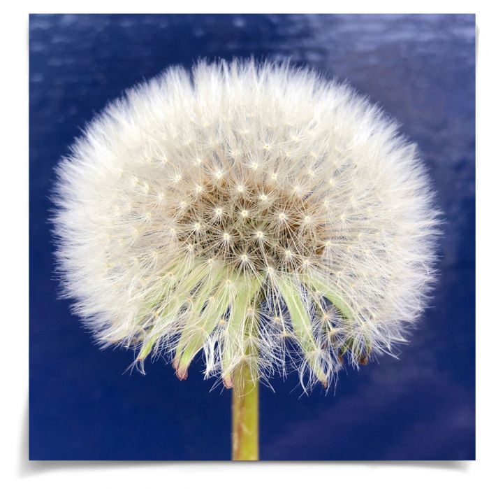 Natural Curiosities Flower Collection No.1 Art