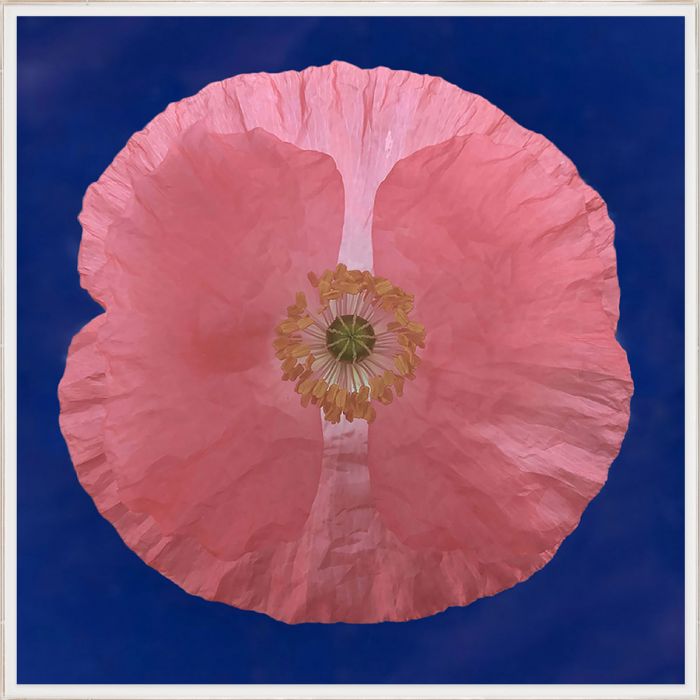 Natural Curiosities Flower Collection Art