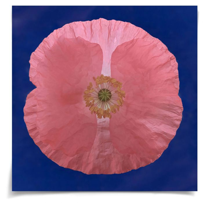 Natural Curiosities Flower Collection No. 2 Art