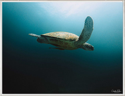 Folden Series 2, Sea Turtle Ocean No. 1 by Natural Curiosities