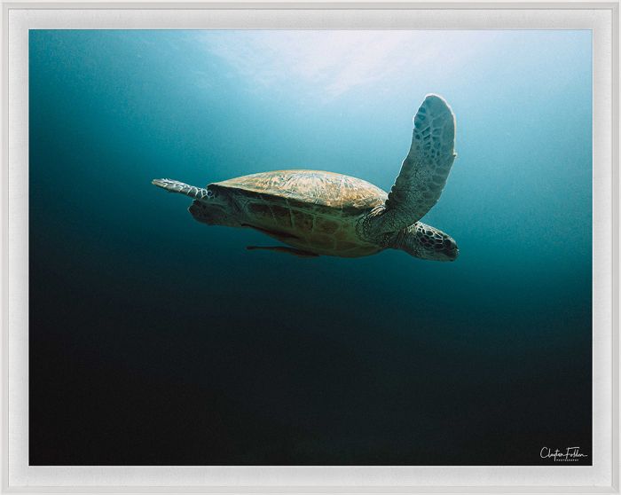 Folden Series 2, Sea Turtle Ocean No. 1 by Natural Curiosities