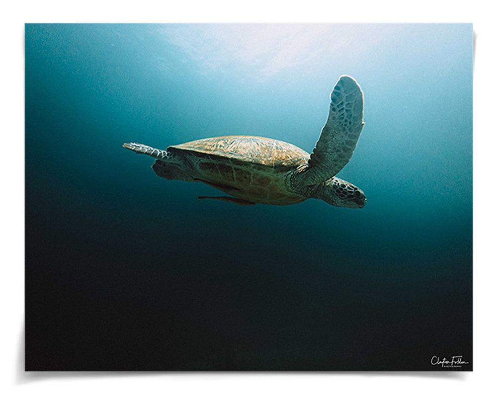 Folden Series 2, Sea Turtle Ocean No. 1 by Natural Curiosities