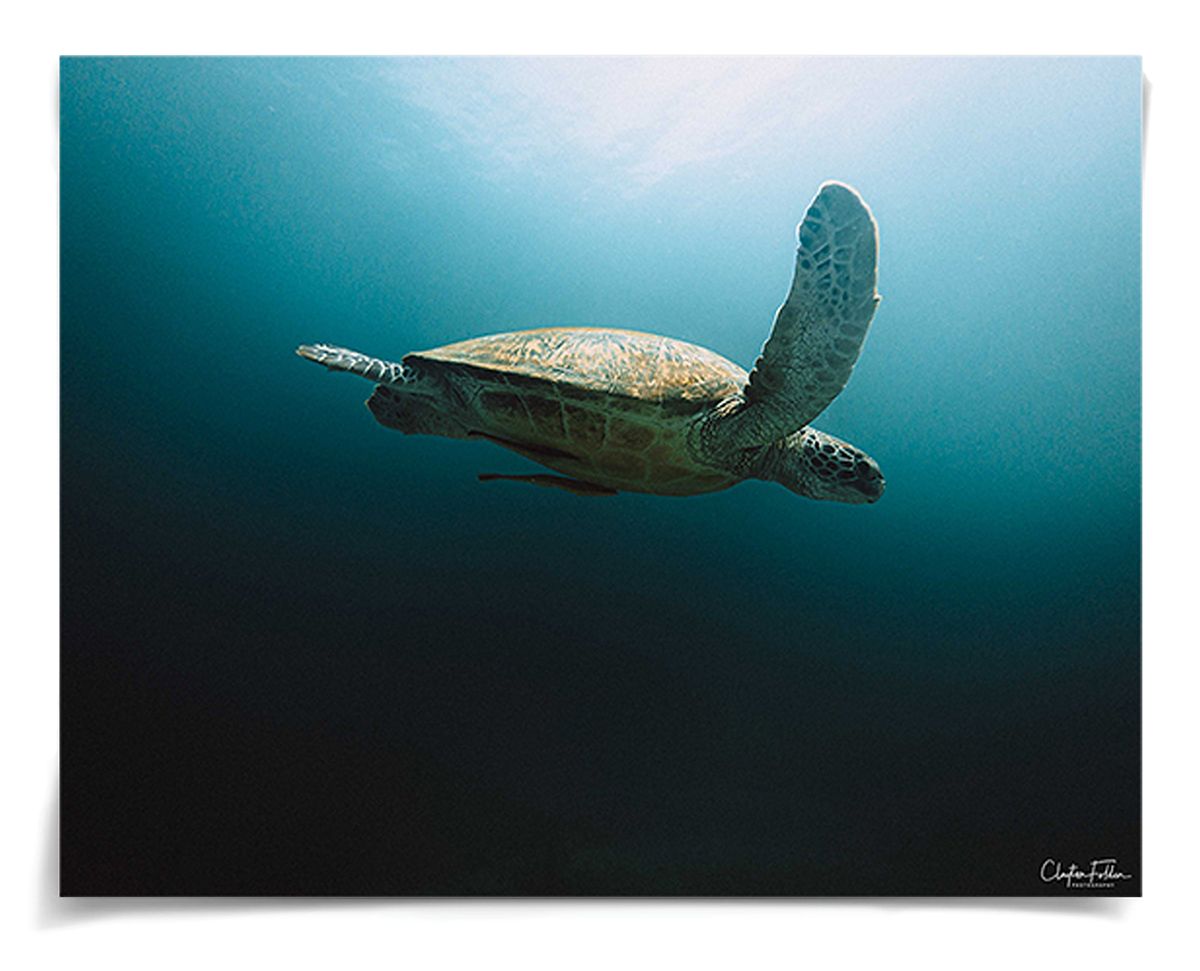 Folden Series 2, Sea Turtle Ocean No. 1 by Natural Curiosities