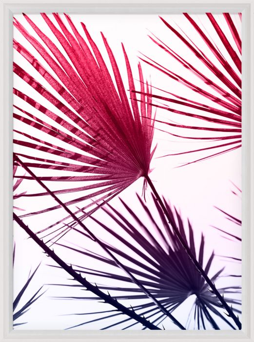 Natural Curiosities Palm Springs Collection Art Prints