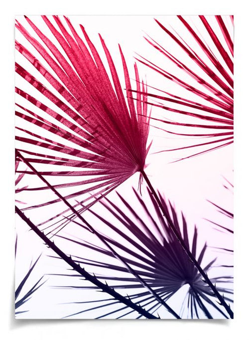 Natural Curiosities Palm Springs Collection Art Prints