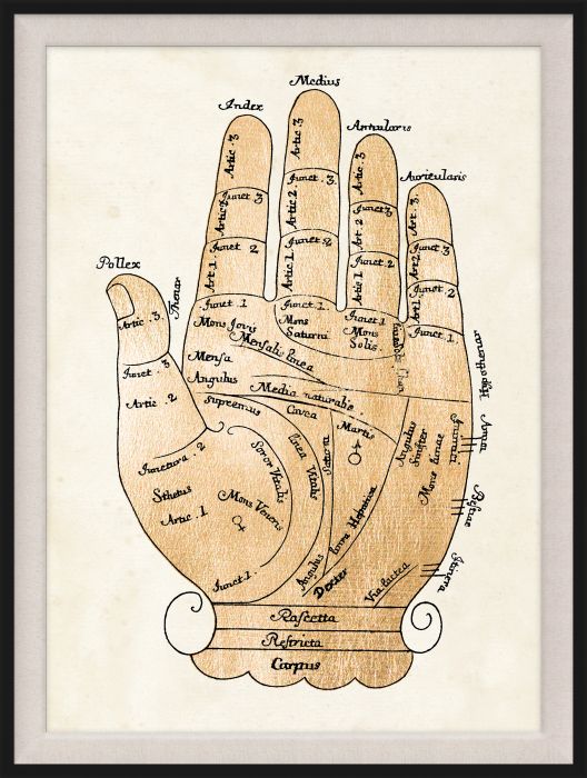 Natural Curiosities Gallicus Hands Gold Leaf Art