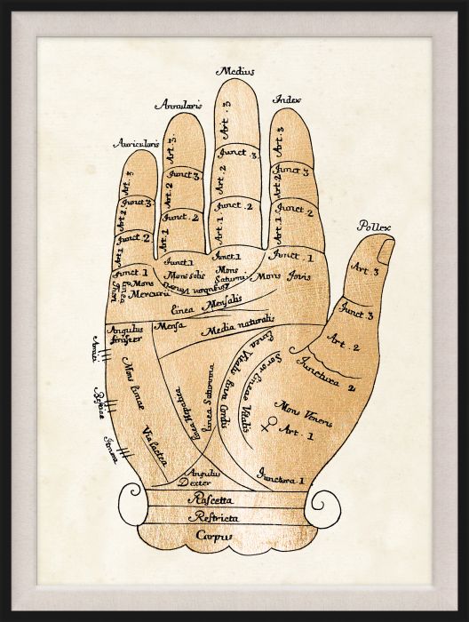 Natural Curiosities Gallicus Hands Gold Leaf Art