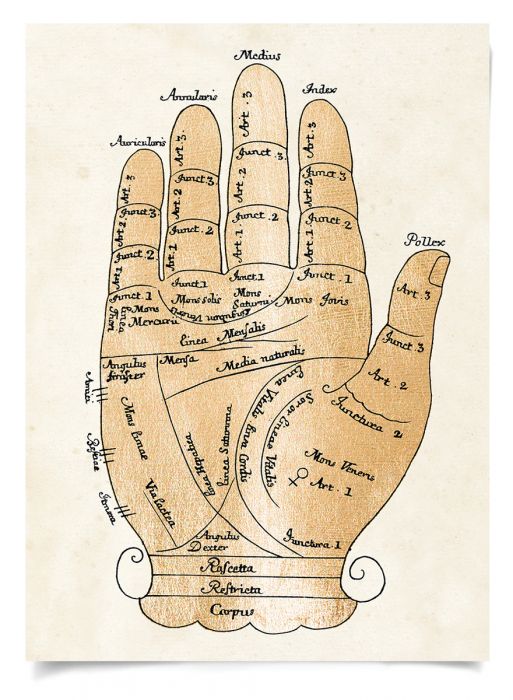 Natural Curiosities Gallicus Hands Gold Leaf Art