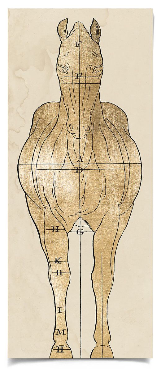 Natural Curiosities Helford House 2 Art