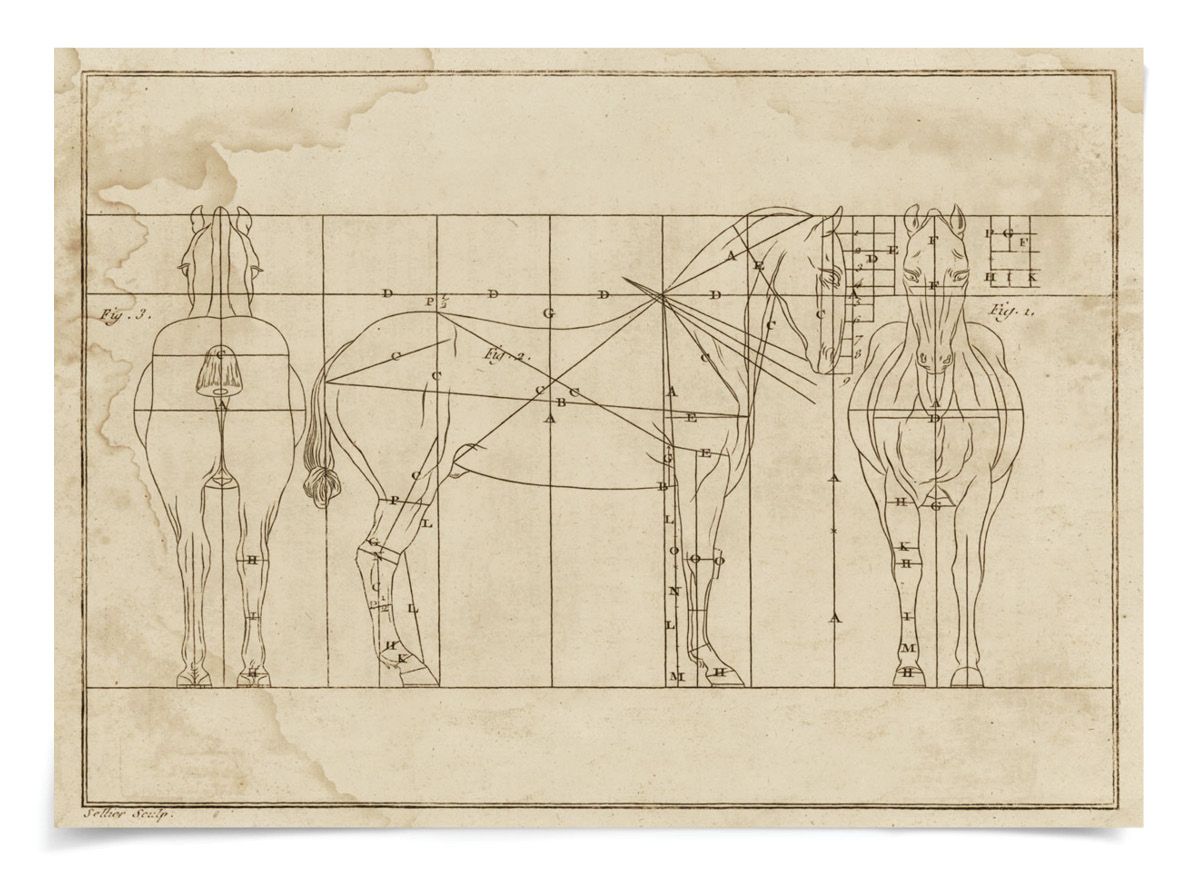 Natural Curiosities Helford Horse Sketch