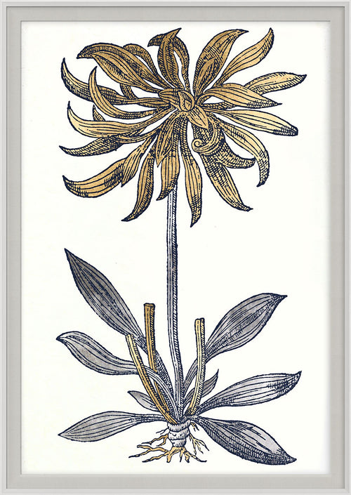 Natural Curiosities Historical Botanicals Art Series 2, No. 3