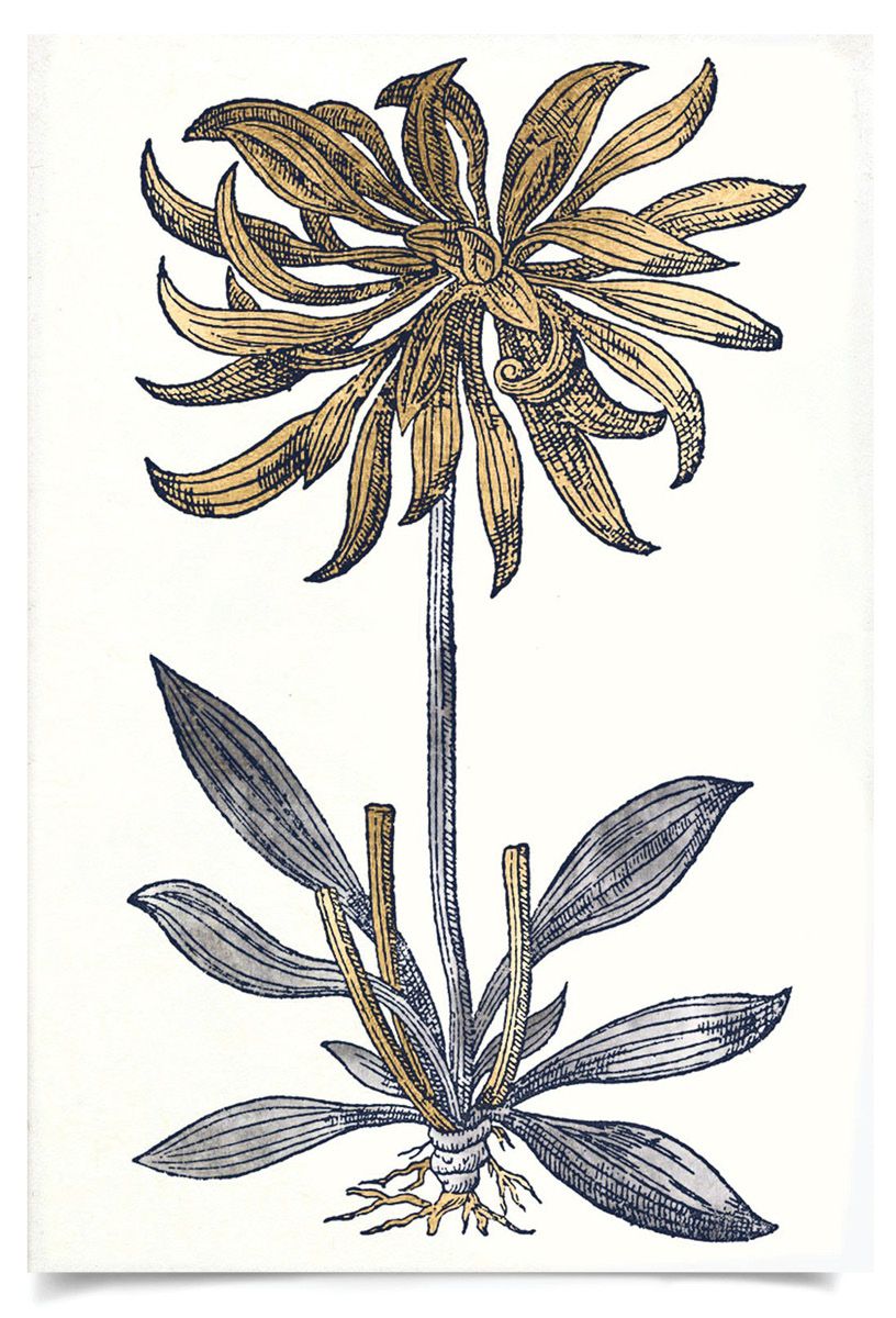 Natural Curiosities Historical Botanicals Art Series 2, No. 3