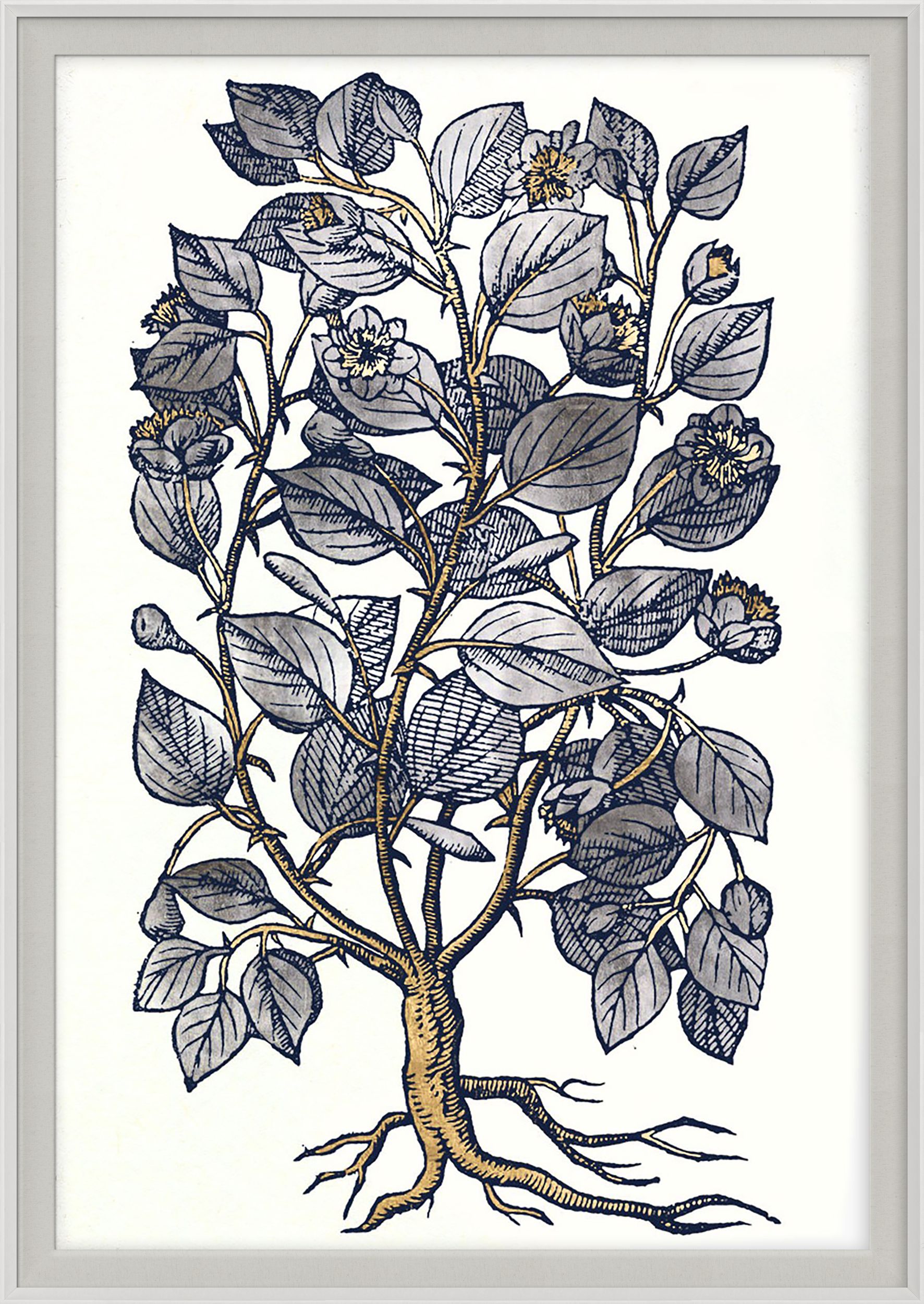 Natural Curiosities Historical Botanicals Art Series 2, No. 4