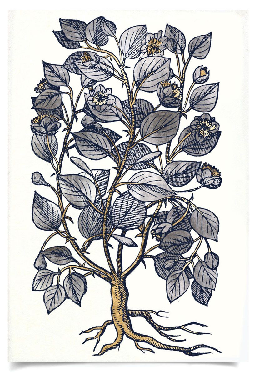 Natural Curiosities Historical Botanicals Art Series 2, No. 4