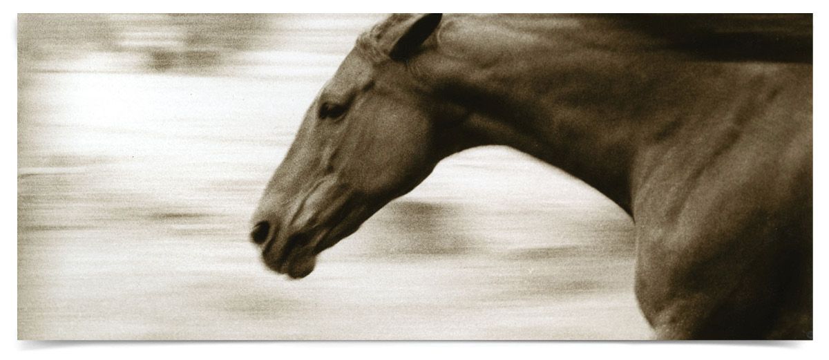 Natural Curiosities Hyden Horses: Gallop Art