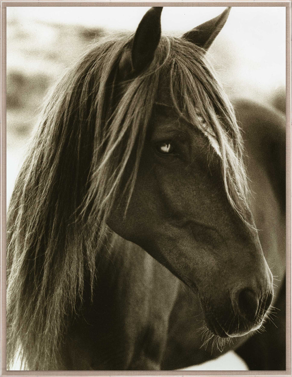 Natural Curiosities Hyden Horses Pensive Art