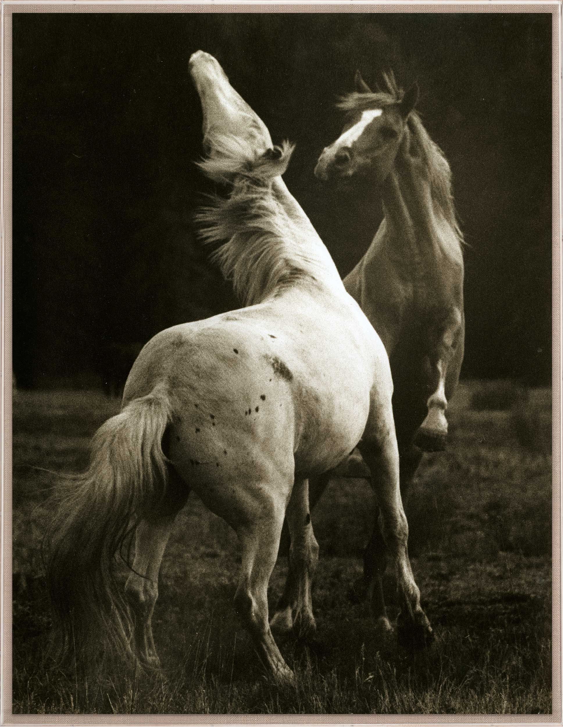 Natural Curiosities Hyden Horses Playing Pair Art