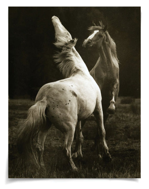 Natural Curiosities Hyden Horses Playing Pair Art